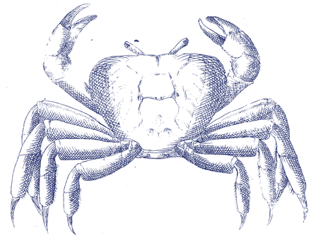 Gravure ancienne d’un crabe, à l’encre bleue